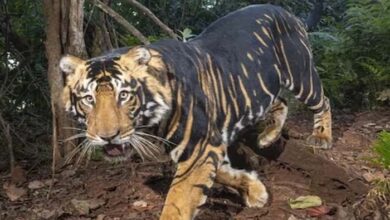 कभी देखा है Black Tiger ? IFS अधिकारी ने बताया ऐसे रंग का कारण