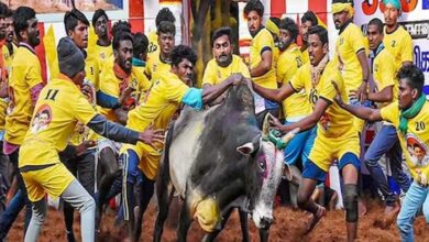 जल्लीकट्टू में बैलों ने लोगों को कुचला, दो की मौत जल्लीकट्टू में बैलों ने लोगों को कुचला, दो की मौत