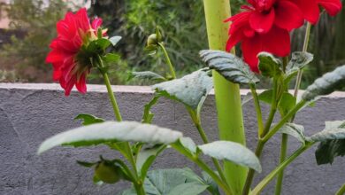 राज्य स्तरीय फल, फूल, सब्जी प्रदर्शनी एवं प्रतियोगिता13 से 15 जनवरी तक