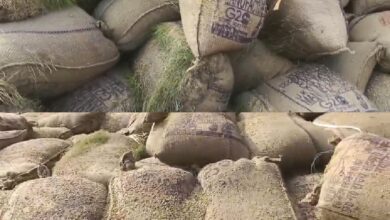 धान खरीदी केंद्र में बड़ी लापरवाही,तौलाई नहीं करने से कई कुंटल धान बर्बाद धान खरीदी केंद्र में बड़ी लापरवाही,तौलाई नहीं करने से कई कुंटल धान बर्बाद