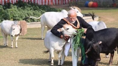 मकर संक्रांति पर गौ सेवा करते दिखे प्रधानमंत्री मोदी