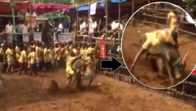 जल्लीकट्‌टू के पहले ही दिन 45 लोग घायल, 9 हॉस्पिटल में भर्ती कराने पड़े