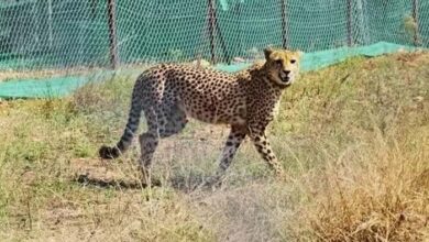कूनो में नामीबिया से लाए एक और चीते ‘शौर्य’ की मौत