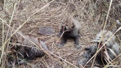 рдХреВрдиреЛ рдиреЗрд╢рдирд▓ рдкрд╛рд░реНрдХ рд╕реЗ рдЦреБрд╢рдЦрдмрд░реА, рдЪреАрддрд╛ рдЖрд╢рд╛ рдиреЗ 3 рд╢рд╛рд╡рдХреЛрдВ рдХреЛ рджрд┐рдпрд╛ рдЬрдиреНрдо рдХреВрдиреЛ рдиреЗрд╢рдирд▓ рдкрд╛рд░реНрдХ рд╕реЗ рдЦреБрд╢рдЦрдмрд░реА, рдЪреАрддрд╛ рдЖрд╢рд╛ рдиреЗ 3 рд╢рд╛рд╡рдХреЛрдВ рдХреЛ рджрд┐рдпрд╛ рдЬрдиреНрдо