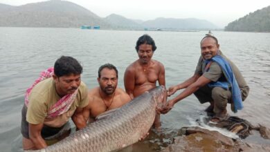 सरोदा जलाशय में मछुआरों को मिला 80 किलो वजनी अब तक की सबसे बड़ी मछली
