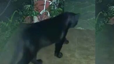 रिहायशी घर के बाहर दिखा Black Panther! आईएफएस अधिकारी ने शेयर किया वीडियो रिहायशी घर के बाहर दिखा Black Panther! आईएफएस अधिकारी ने शेयर किया वीडियो