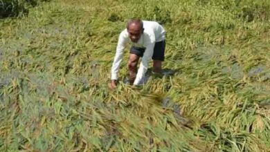 ओलावृष्टि से हुए फसल नुकसान की जानकारी कृषि बीमा कंपनी को देने के निर्देश ओलावृष्टि से हुए फसल नुकसान की जानकारी कृषि बीमा कंपनी को देने के निर्देश