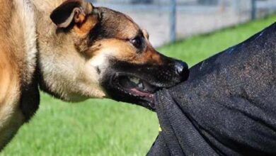 छत्तीसगढ़ में पागल कुत्ते ने 5 बच्चों समेत 12 को किया जख्मी, मचा हड़कंप छत्तीसगढ़ में पागल कुत्ते ने 5 बच्चों समेत 12 को किया जख्मी, मचा हड़कंप