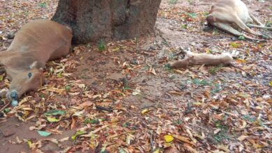 मौसम ने अचानक बदली करवट, गाज गिरने से मवेशियों की मौत मौसम ने अचानक बदली करवट, गाज गिरने से मवेशियों की मौत