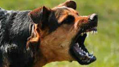 8 рд╕рд╛рд▓ рдХреЗ рдорд╛рд╕реВрдо рдХреЛ рдХреБрддреНрддреЛрдВ рдиреЗ рдиреЛрдЪрд╛, рдмрд╛рд▓-рдмрд╛рд▓ рдмрдЪреА рдЬрд╛рди, рдкреЭреЗ рдкреВрд░реА рдЦрдмрд░ 8 рд╕рд╛рд▓ рдХреЗ рдорд╛рд╕реВрдо рдХреЛ рдХреБрддреНрддреЛрдВ рдиреЗ рдиреЛрдЪрд╛, рдмрд╛рд▓-рдмрд╛рд▓ рдмрдЪреА рдЬрд╛рди, рдкреЭреЗ рдкреВрд░реА рдЦрдмрд░