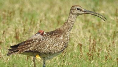 छत्तीसगढ़ में पहली बार जीपीएस टैग वाला प्रवासी पक्षी कैमरे में कैद हुआ व्हिम्ब्रेल पक्षी