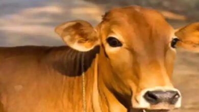 छत्तीसगढ़ : बछड़े का कटा सिर मिलने से आक्रोश, हिंदूवादी संगठनों ने किया चक्काजाम छत्तीसगढ़ : बछड़े का कटा सिर मिलने से आक्रोश, हिंदूवादी संगठनों ने किया चक्काजाम
