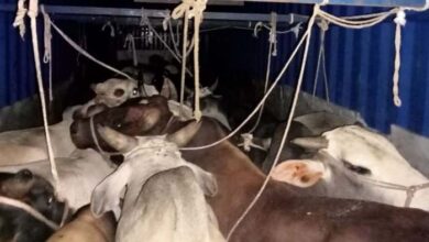 छत्‍तीसगढ़ में गो-वंश तस्करों की अब खैर नहीं, सरकार ने सख्त किए नियम