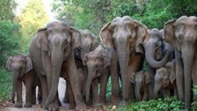 छाल रेंज में पहुंचे हाथियों ने मचाया जमकर उत्पात