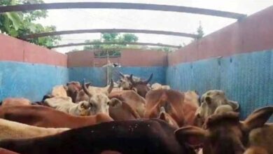 छत्तीसगढ़ : ट्रक में कत्लखाने ले जा रहे थे 32 मवेशी, 3 तस्कर गिरफ्तार