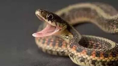 एयरफोर्स कर्मचारी का बेटा सर्पदंश का शिकार, इलाज के दौरान तोड़ा दम