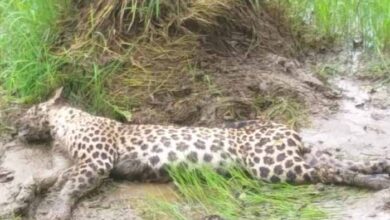 हादसा : 11केवी विद्युत तार की चपेट में आया तेंदुआ, घायल अवस्था में खेत में पड़ा मिला