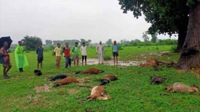 छत्तीसगढ़ में आकाशीय बिजली का कहर, दर्जनों मवेशियों की मौत… छत्तीसगढ़ में आकाशीय बिजली का कहर, दर्जनों मवेशियों की मौत…