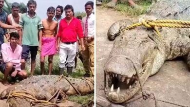 खेत में मिला मगरमच्छ, गांव में दहशत का माहाैल