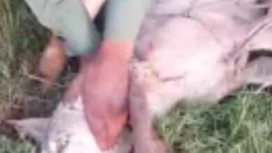 वन विभाग को मिली बड़ी सफलता कैद में आया भेड़िया वन विभाग को मिली बड़ी सफलता कैद में आया भेड़िया