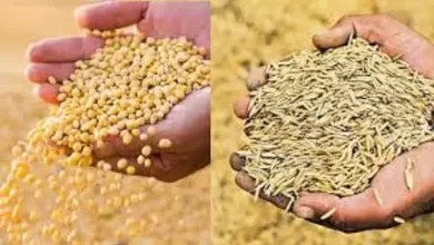 समर्थन मूल्य पर धान और मक्का की खरीदी के लिए किसानों का पंजीयन 31 तक