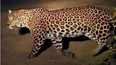 рд▓реЛрдЧреЛрдВ рдХрд╛ рд╕рддрд╛ рд░рд╣рд╛ рддреЗрдВрджреБрдЖ рдХрд╛ рдбрд░, рдкрд╛рд▓рддреВ рдЬрд╛рдирд╡рд░ рднреА рдирд╣реАрдВ рдирд┐рдХрд▓ рд░рд╣реЗ рдмрд╛рд╣рд░ рд▓реЛрдЧреЛрдВ рдХрд╛ рд╕рддрд╛ рд░рд╣рд╛ рддреЗрдВрджреБрдЖ рдХрд╛ рдбрд░, рдкрд╛рд▓рддреВ рдЬрд╛рдирд╡рд░ рднреА рдирд╣реАрдВ рдирд┐рдХрд▓ рд░рд╣реЗ рдмрд╛рд╣рд░