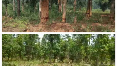 बस्तर में वनभूमि पट्टा के लालच में अवैध कटाई के कारण साल वन का रकबा आधे से भी कम हुआ