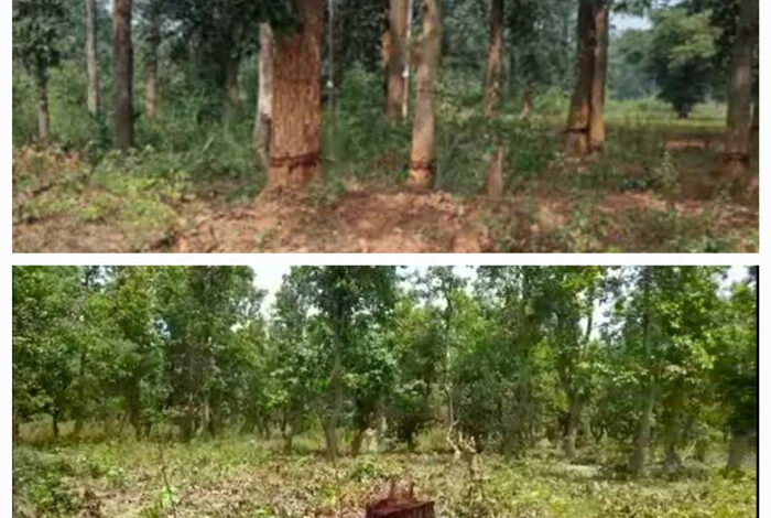 बस्तर में वनभूमि पट्टा के लालच में अवैध कटाई के कारण साल वन का रकबा आधे से भी कम हुआ बस्तर में वनभूमि पट्टा के लालच में अवैध कटाई के कारण साल वन का रकबा आधे से भी कम हुआ