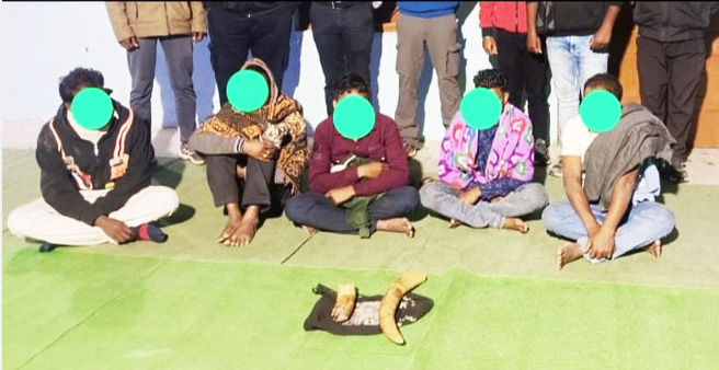 छत्तीसगढ़ और ओडिशा वन विभाग ने हाथी दांत के साथ पांच तस्करों को दबोचा छत्तीसगढ़ और ओडिशा वन विभाग ने हाथी दांत के साथ पांच तस्करों को दबोचा