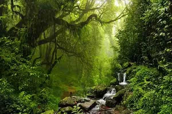 भारतीय वन सर्वेक्षण रिपोर्ट के अनुसार छत्तीसगढ़ ने वन एवं वृक्ष आवरण वृद्धि में देश में प्राप्त किया प्रथम स्थान भारतीय वन सर्वेक्षण रिपोर्ट के अनुसार छत्तीसगढ़ ने वन एवं वृक्ष आवरण वृद्धि में देश में प्राप्त किया प्रथम स्थान