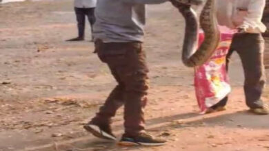 श्मशान घाट में निकला 7 फीट लंबा अजगर