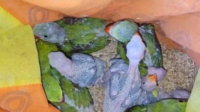 26 तोते के साथ आरोपी गिरफ्तार 26 तोते के साथ आरोपी गिरफ्तार