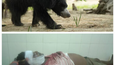 वन्य प्राणी भालू के हमले से एक ग्रामीण हुआ घायल