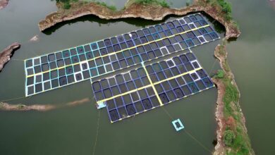 बंद खदानों में केज कल्चर तकनीक से मछली पालन बना रोजगार और आत्मनिर्भरता का नया जरिया बंद खदानों में केज कल्चर तकनीक से मछली पालन बना रोजगार और आत्मनिर्भरता का नया जरिया