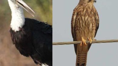 281 पक्षी प्रजातियों के साथ छतीसगढ़ ने दर्ज किया नया रिकार्ड