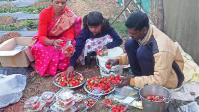 जशपुर अंचल में लोकप्रिय हो रही है स्ट्राबेरी की खेती जशपुर अंचल में लोकप्रिय हो रही है स्ट्राबेरी की खेती