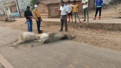 अज्ञात वाहन ने मवेशियों को कुचला, 8 की मौत