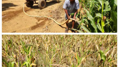 लो वोल्टेज से खेतों में लगे मोटर जलने व फसल सूखने से कोंडागांव के किसान परेशान