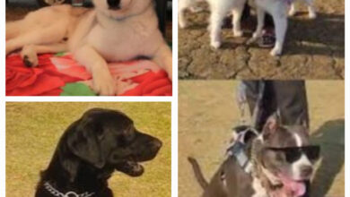 दंतेवाड़ा में पहले डॉग शो का आयोजन कल दंतेवाड़ा में पहले डॉग शो का आयोजन कल