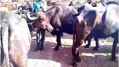 राज्य पोषित डेयरी उद्यमिता विकास योजना ने बदल दी ग्राम बदरा के विश्वनाथ यादव की जिंदगी, चरवाहे से बने सफल डेयरी उद्यमी राज्य पोषित डेयरी उद्यमिता विकास योजना ने बदल दी ग्राम बदरा के विश्वनाथ यादव की जिंदगी, चरवाहे से बने सफल डेयरी उद्यमी