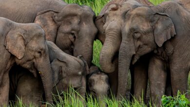 हाथियों के प्रति नकारात्मक धारणा बदलने की जरूरत: प्रेम कुमार