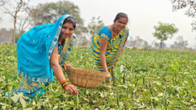 सब्जी बाड़ी के कार्य से बदली खैरवाही के महिलाओं की कहानी
