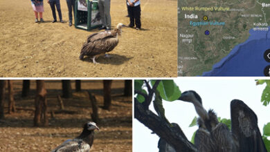 छत्तीसगढ़ से नेपाल तक गिद्ध संरक्षण की एक प्रेरणादायक गाथा