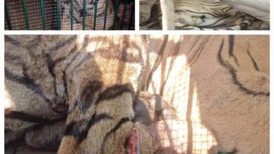 बाघ घायल अवस्था में मिला, जंगल सफारी भेजा गया