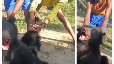 भालू के साथ क्रूरता करने वालों की पहचान बताने वाले को मिलेगा 10 हजार का ईनाम – सीसीएफ
