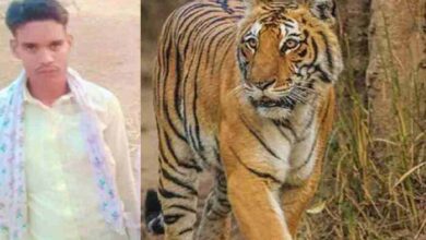 बाघ के हमले से युवक की मौत हुई या अन्य कारणो से, जांच से होगा खुलासा, अभी कुछ भी कहना जल्दबाजी होगा – संदीप