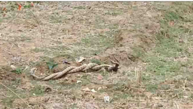 खेत में नाग-नागिन का जोड़ा प्रेम करते आया नजर खेत में नाग-नागिन का जोड़ा प्रेम करते आया नजर