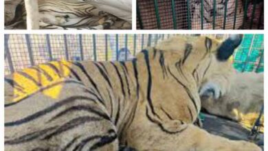 घायल बाघ का जंगल सफारी में इलाज जारी, बाघ के जल्द स्वस्थ होने की उम्मीद