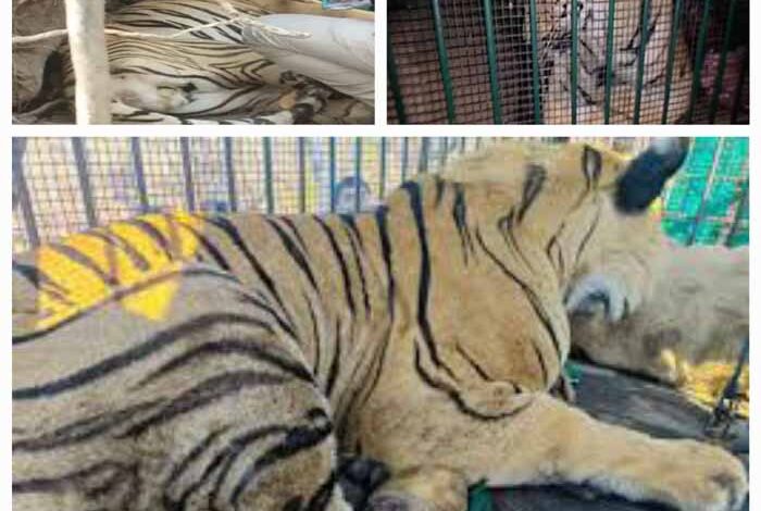 घायल बाघ का जंगल सफारी में इलाज जारी, बाघ के जल्द स्वस्थ होने की उम्मीद घायल बाघ का जंगल सफारी में इलाज जारी, बाघ के जल्द स्वस्थ होने की उम्मीद