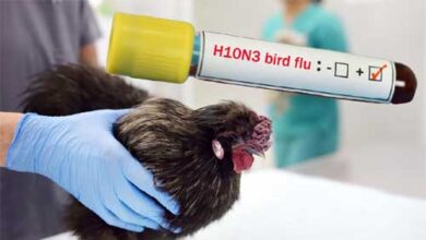 कोरिया जिले में एवियन एन्फ्लुएन्जा के संक्रमण की पुष्टि, एक किमी इन्फेक्टेड जोन और 10 किमी सर्विलेन्स जोन घोषित कोरिया जिले में एवियन एन्फ्लुएन्जा के संक्रमण की पुष्टि, एक किमी इन्फेक्टेड जोन और 10 किमी सर्विलेन्स जोन घोषित